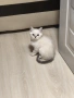 Британско късокосместо котенце , снимка 3