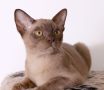 Породисти Бурмански котета от родители шампиони, снимка 3
