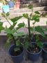 Продавам растения смокини (Ficus carica) 