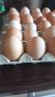 Яйца от свободно отглеждани кокошки , снимка 2