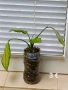  Дифенбахия, Сентполия, Алое вера, снимка 8