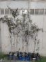 Студоустойчиви маслини Мегарон, снимка 1 - Градински цветя и растения - 42298151