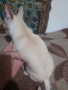 Продавам чихуахуа, снимка 9