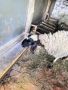 Продавам черноглава Плевенска овца към 81килограма гледана със мерак за номер за връзка 088 518 9601, снимка 1