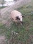 Провават се Овце, Кочове и  Чепишки  за Курбан Байрам, снимка 6