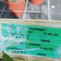 Хортензия Кандилайт, Hydrangea paniculata Candlllight за супер слънце!!, снимка 8
