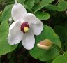  Магнолия сиеболди (Magnolia sieboldii), снимка 1