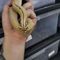 свиненоса змия , снимка 1 - Змии - 44987418