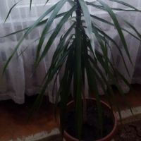 Палма , снимка 10 - Стайни растения - 46008115