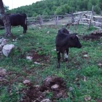 Крава с теле, снимка 3 - Крави - 45366678
