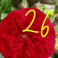 Продавам рози в контейнери, снимка 2 - Градински цветя и растения - 45109095