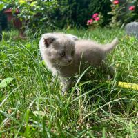 Британска късокосместа котка, снимка 9 - Британска късокосместа - 46111444