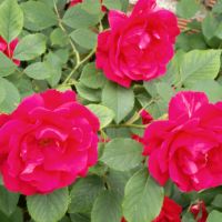 Катерлива роза - червена, снимка 1 - Градински цветя и растения - 45512893