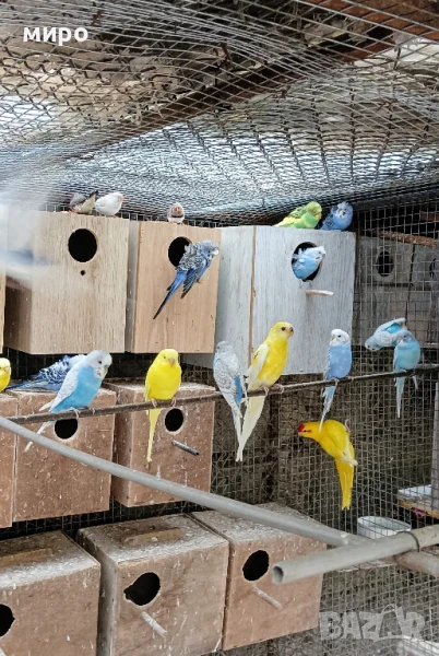 Вълнисти папагали !, снимка 1