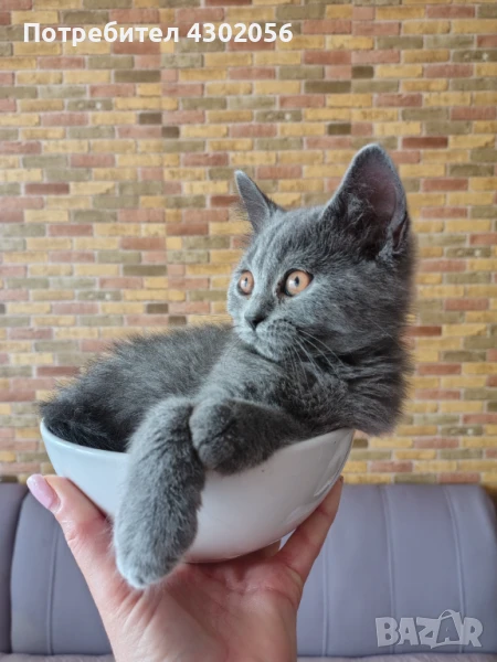 Малки британчета , снимка 1