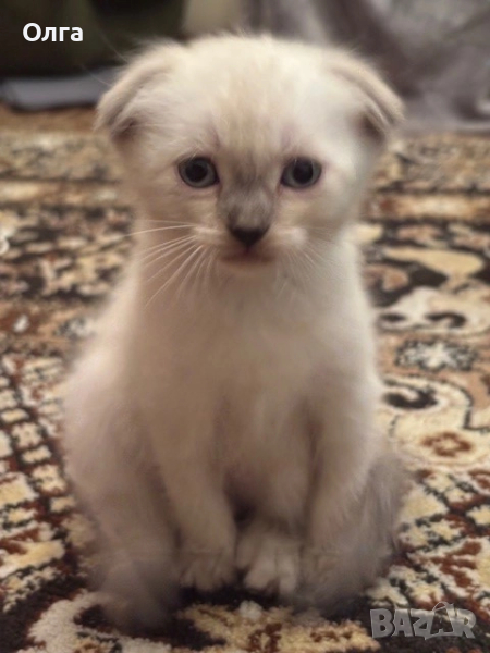 Шотландски колор пойнт, снимка 1