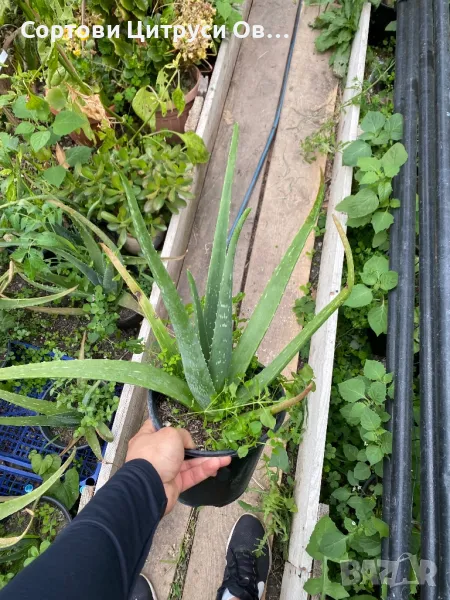 Алое Вера, снимка 1