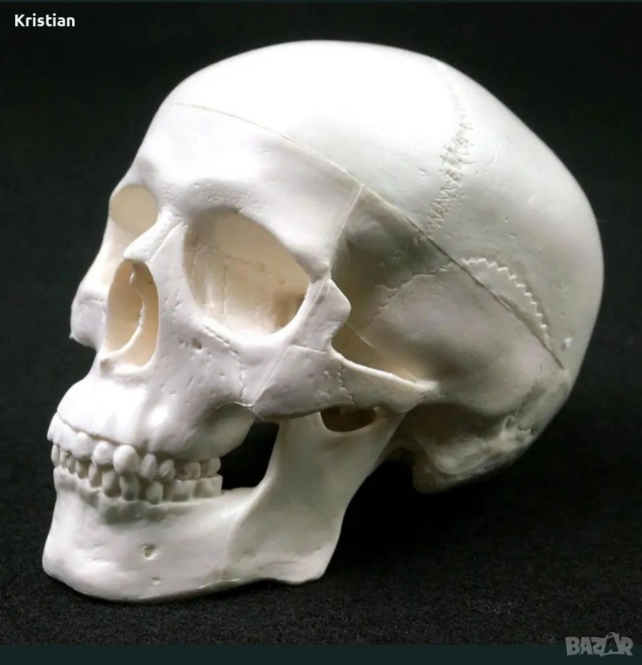 Компактен анатомичен модел на човешки череп, снимка 1