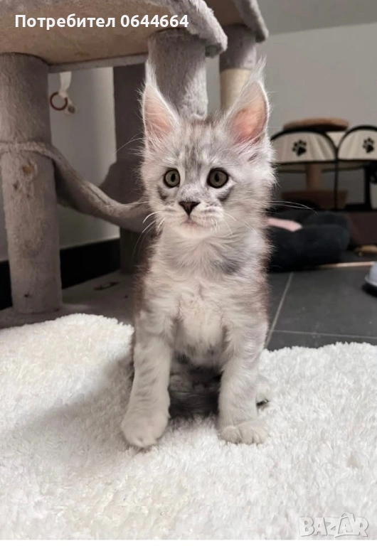 Мейн куун, снимка 1