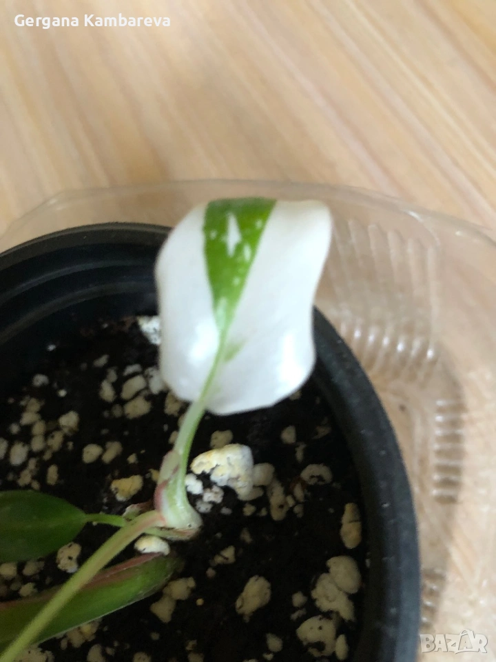 Philodendron White Princess , снимка 1