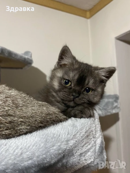Британски късокосмести мъжки котета , снимка 1