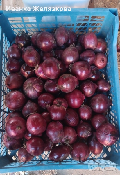Червен лук, снимка 1