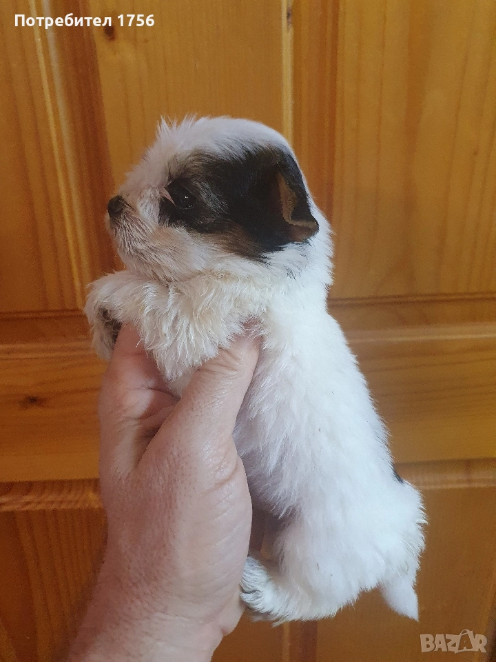 Бивер йорк, момиче с родословие., снимка 1