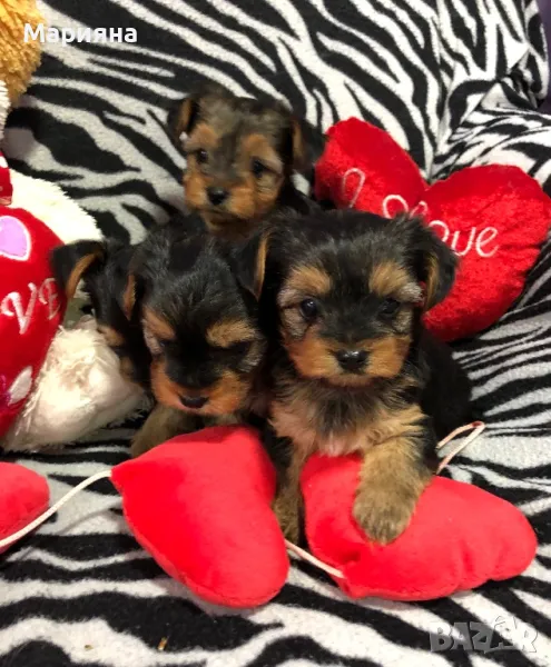 Йоркширски териер-Мини йорки, снимка 1