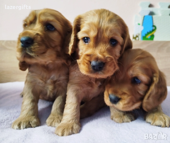 Чистокръвни английски кокер шпаньоли, снимка 1