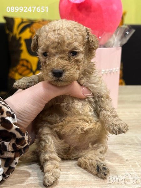 Пудел той, снимка 1