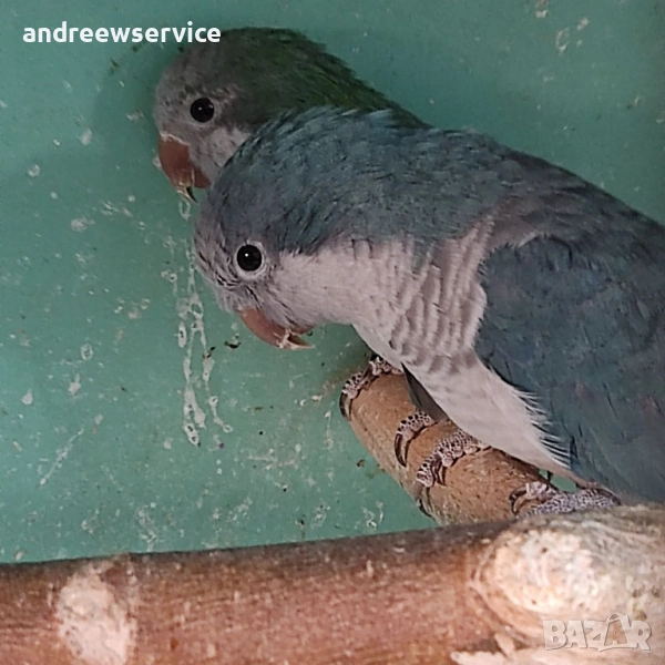 Монаси чифт, снимка 1