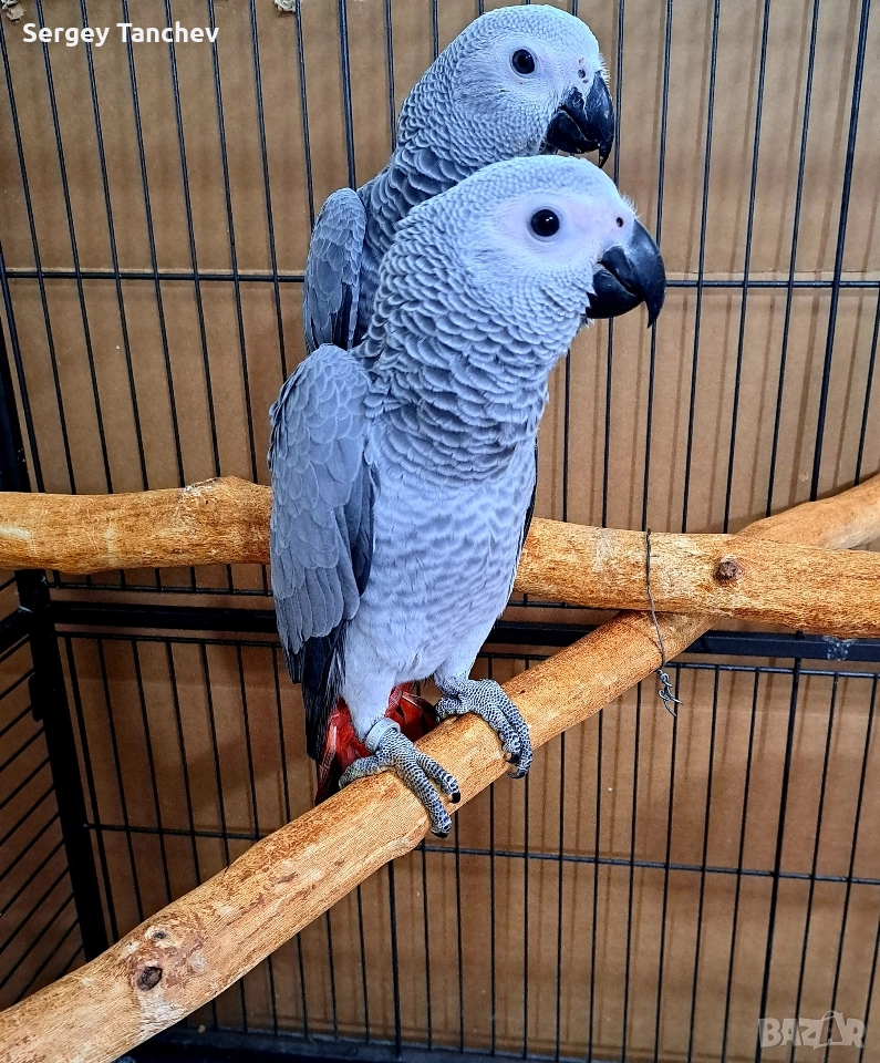 Папагали жако, снимка 1