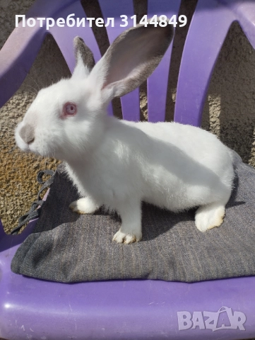 Зайци , снимка 2 - Други - 43368160