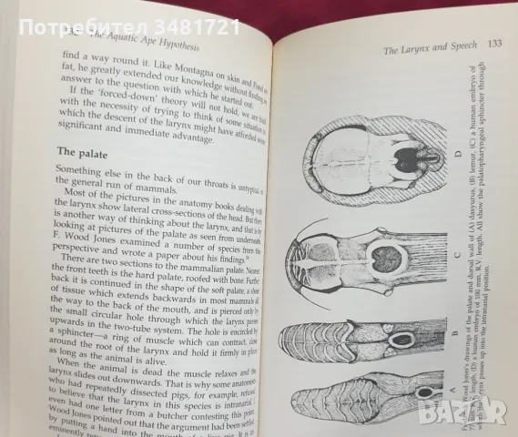 Хипотезата за водната маймуна / The Aquatic Ape Hypothesis, снимка 4 - Енциклопедии, справочници - 47405220