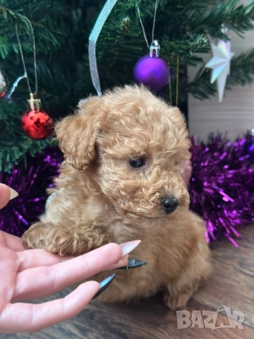 Пудел той , снимка 3 - Пудели - 52500140