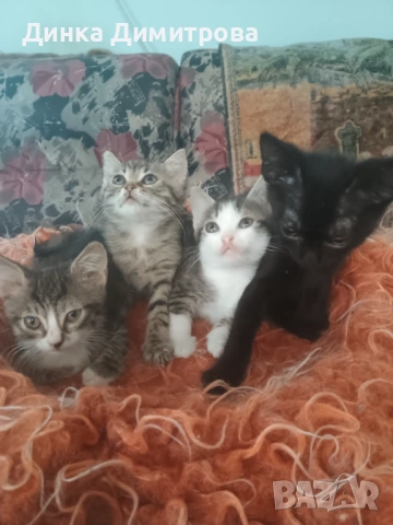 Ангорски котенца, снимка 2 - Ангорски - 54188103