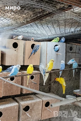 Вълнисти папагали !, снимка 1