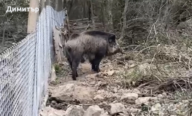 Диво прасе , снимка 3 - Прасета - 54174431