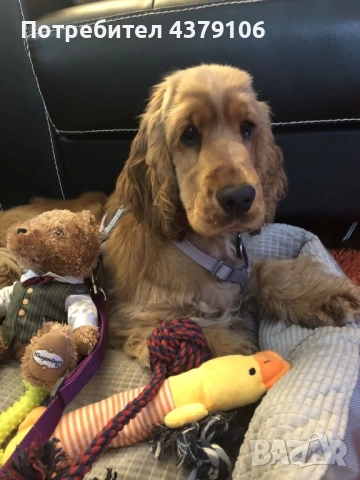 Кокер шпаньол момче ваксина, снимка 4 - Кокер шпаньол - 52849700