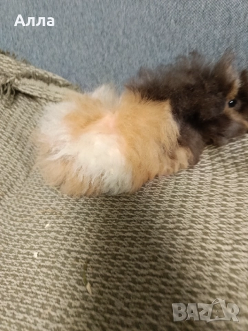 В наличност има морски свинчета и зайчета, снимка 13 - Декоративни зайчета - 52735330