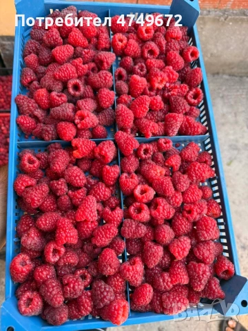 Качествен разсад  , снимка 2 - Разсади - 53770381