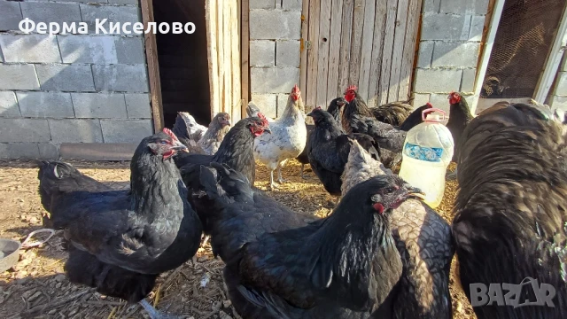 ято от австралорп три цвята, снимка 7 - Кокошки и пуйки - 51129465