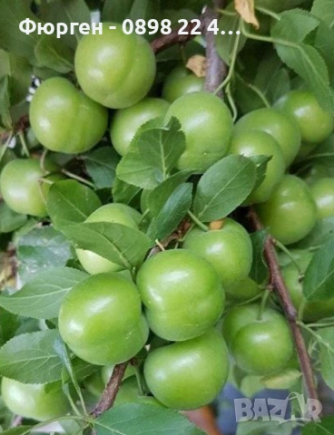 Слива Папаз (Papaz Erik) – характеристики на сорта