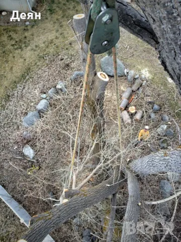 Рязане на опасни дървета / Арборист / Arborist, снимка 3 - Други услуги - 48507596