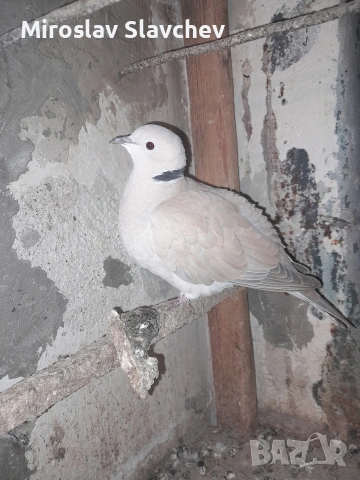 Продавам гугутка/скумрук