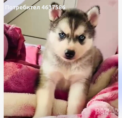 Сибирско Хъски, снимка 3 - Хъски - 53864097