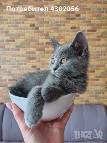 Малки британчета , снимка 1