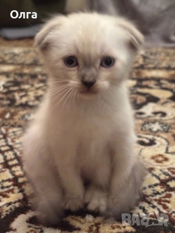 Шотландски колор пойнт, снимка 1