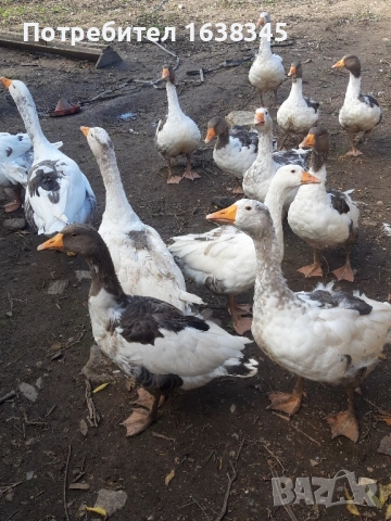 Домашни гъски, снимка 2 - Патици и гъски - 52076690