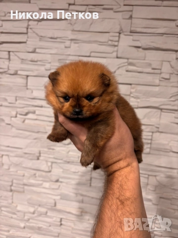 Померан мини, снимка 4 - Померан - 52910461